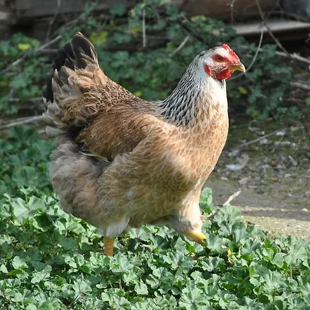 Agriturismo Tre Cerri *